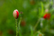 Bocciolo di papavero, Papaver rhoeas, fiore rosso in mezzo al verde della campagna.