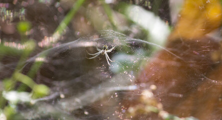 spider on a web