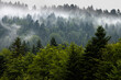 Mgła w górach między drzewami