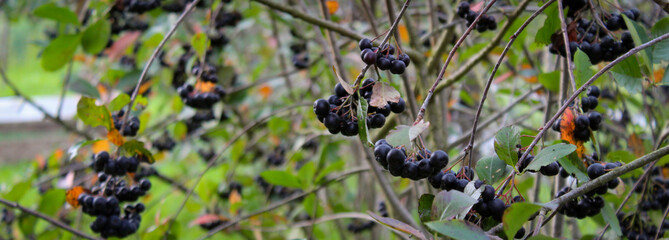 Wall Mural - Banner. Black chokeberry (aronia melanocarpa) bush with ripe berries. Bush of black chokeberry fruits in the garden. Fruits aronia.