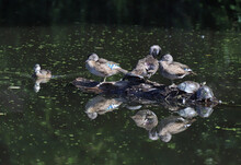 Wood Ducks And Painted Turtles Sharing A Log Together