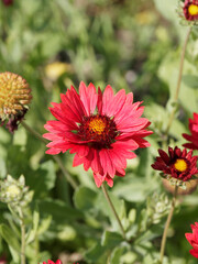 Canvas Print - Gaillarde rouge foncé (Gaillardia grandiflora) - Fleurs en capitules rouges foncé, extrêmité jaune, centre pourpre et jaune, feuillage lancéolé, et denté sur tige rugueuse