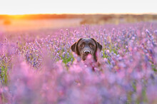 Portrait Of Labrador Retriever Dog In A Field Of Lavender Blossom In A Warm Sunset