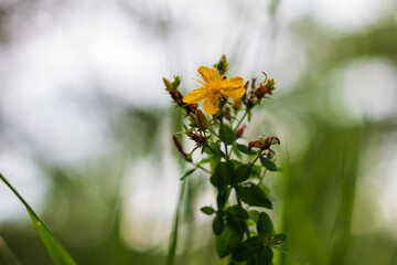 Wall Mural - st johns wort, hypericum perforatum herb flower on bokeh nature background