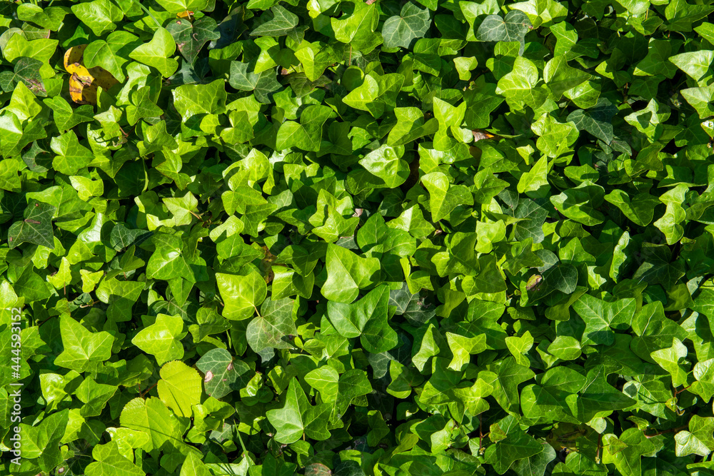 Green ivy leaves  - obrazy, fototapety, plakaty 