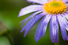 Blue Chamomile Flowers. Chamomile With Drops After Rain, Morning Dew, Moisture On The Petals. Beautiful Blue Flower On A Blurred Background. Delicate Purple Chamomile With Yellow Pollen In The Center