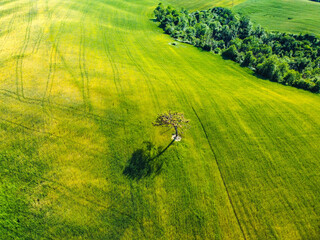 Wall Mural - Pienza, Italy May 20 2021- aerial view of the Orcia valley in spring with drone