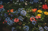 Fototapeta Kwiaty - Piękne i kolorowe byliny ogrodowe, kwiaty rabatowe