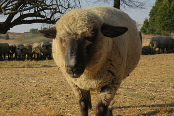 A beautiful and adorable closeup photograph of an isolated beige sheep ewe with a black face and ears standing in a dry brown grass field on a sunny winter's day