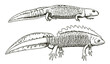 Crawling female and swimming male northern crested newt triturus cristatus in side view, after antique engraving
