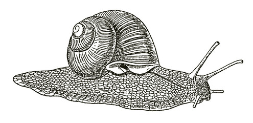 Roman or Burgundy snail in side view, after antique engraving