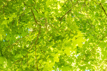 Wall Mural - Green maple leaves on a blue background.