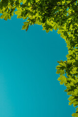 Wall Mural - Green maple leaves on a blue background. Tree branches with leaves and blue sky. Summer. Day