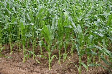 Wall Mural - Corn cultivation and its growth. Corn is one of the three major grains in the world.