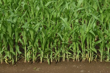 Canvas Print - Corn cultivation and its growth. Corn is one of the three major grains in the world.