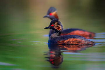 Swimming grebe. Yellow green water background. Bird: Black necked Grebe. Podiceps nigricollis.