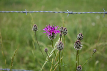 Sticker - Closeup shot of a purple spotted knapweed on a blurred background