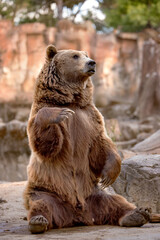large brown bear sitting down