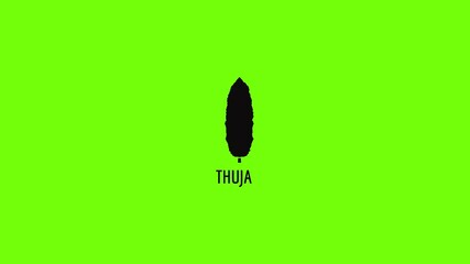 Poster - Thuja tree icon animation