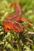 Vertical Shot Of A Blue Ridge Red Salamander (Pseudotriton Ruber) On Green Moss