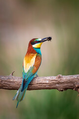 colorful bird and its hunt. yellow green nature background. bird: european bee eater. merops apiaste