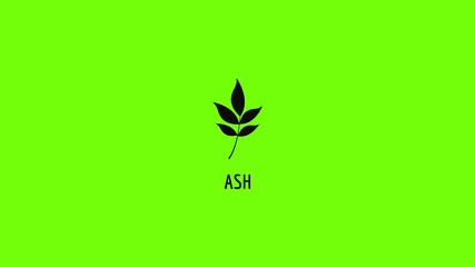 Poster - Ash leaf icon animation