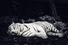 Grayscale Shot Of A Tiger Sleeping On The Ground