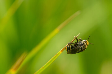 Wall Mural - Macro shot of a single bee standing on a thin leaf with blurred green background.