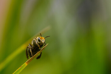 Wall Mural - Macro shot of a single bee standing on a thin leaf with blurred green background.