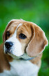 © Кристина Мироненко - beagle dog portrait