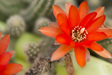 Closeup Shot Of A Tiny Beautiful Bright Red Cactus Flower