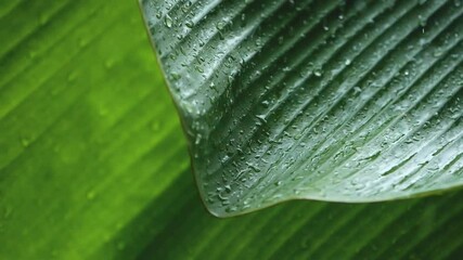 Wall Mural - close up rain drop falling on green fresh tropical banana leaf , slow motion shot , fresh green natu