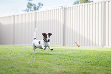 A Jack Russell Terrier Excitedly Chasing A Bone In Backyard With Steel Fence And Green Lawn.