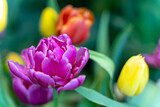 Fototapeta Tulipany - Violet Tulip with blurred background