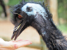Closeup Of The Emu Ostrich Eating From A Hand.