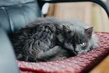Closeup Shot Of A Cute Gray Kitten Lounging On A Chair