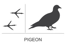 Silhouette And Footprints Of A Pigeon. Vector Illustration.