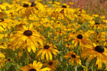 Closeup Of A Group Of Lively Black-eyed Susans, Aka Rudbeckia Hirta, On A Warm Sunny Day In A Field