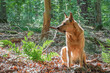 Heller Hund Wald Profil