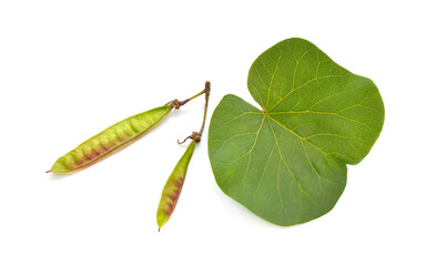 Wall Mural - Cercis siliquastrum, commonly known as the Judas tree or Judas-tree. Isolated on white background.