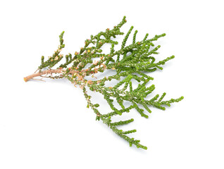 Wall Mural - Chamaecyparis, common names cypress or false cypress isolated on white background