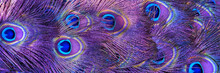 Beautiful Peacock Tail Feathers. Close Up Of Peacock Feathers. Advertising Banner. Banner Ad Template. Copy Space.