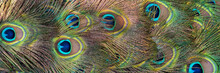 Beautiful Peacock Tail Feathers. Close Up Of Peacock Feathers. Advertising Banner. Banner Ad Template. Copy Space.