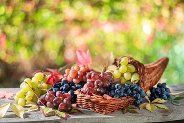 Wall Mural - Bunches of grapes on old wooden table and blurred colorful autumn background. Variety of ripe colorful grapes as the symbol of autumn cornucopia or abundance.