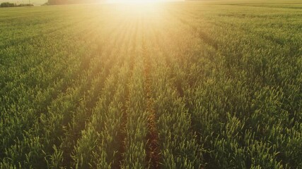 Wall Mural - Drone flight over a wheat field. 4K Top view of agricultural fields at sunset.