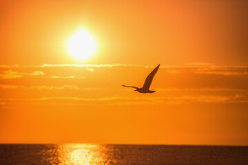 Wall Mural - Flying seagull over the blue sea