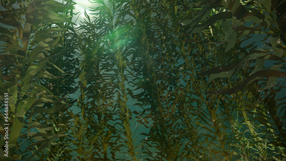 kelp forest, giant brown algae seaweed  - obrazy, fototapety, plakaty 