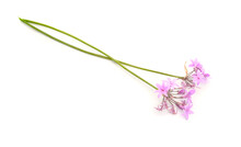 Tulbaghia Violacea, Known As Society Garlic, As Pink Agapanthus, Wild Garlic, Sweet Garlic, Spring Bulbs
