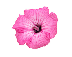 Wall Mural - Isolated pink mallow flower on white background