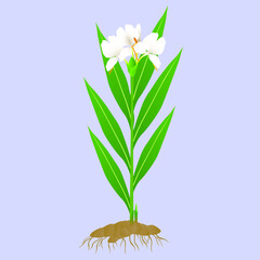 Wall Mural - Hedychium coronarium ginger plant with roots on a purple background.